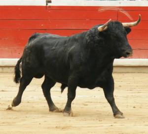 Bik v areni
