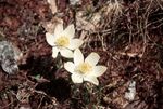 scan067.jpg