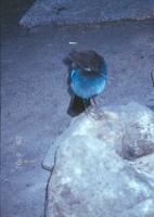 Ptica Stellers Jay